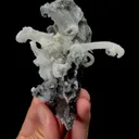 specimen video