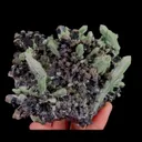 specimen video