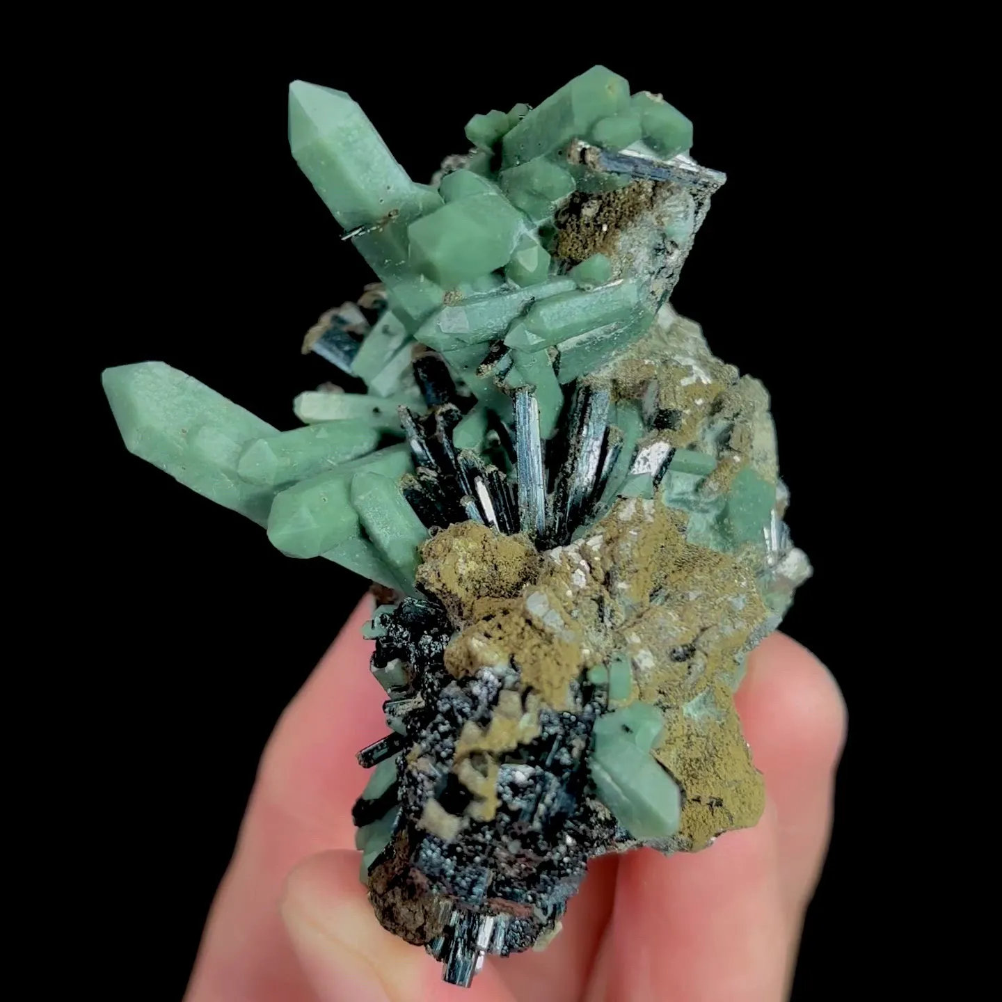 specimen video