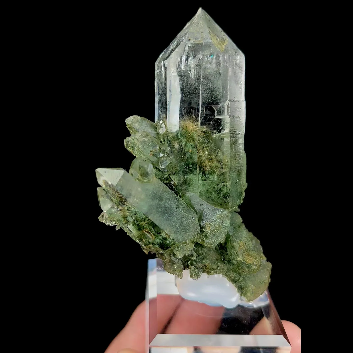 specimen video