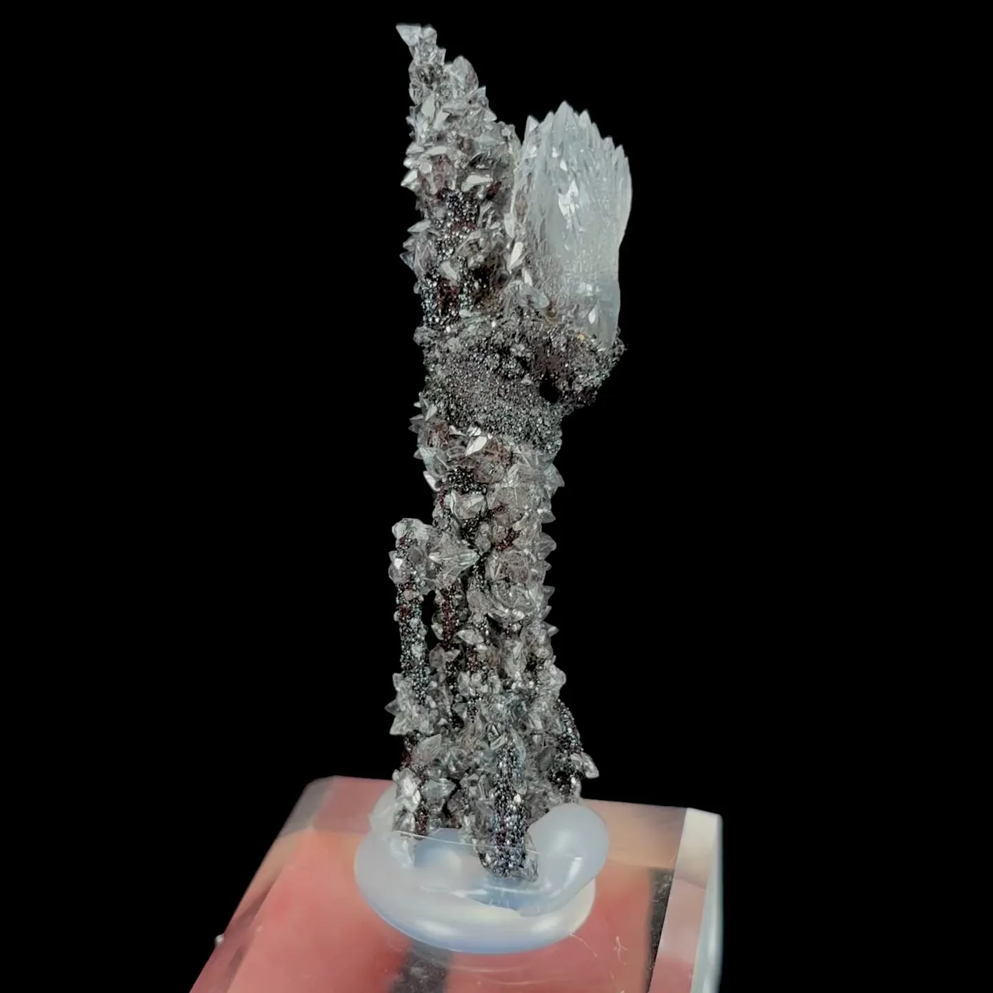specimen video