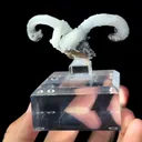 Natural Horn Gypsum comes from Guizhou 80*40*35MM - image 4