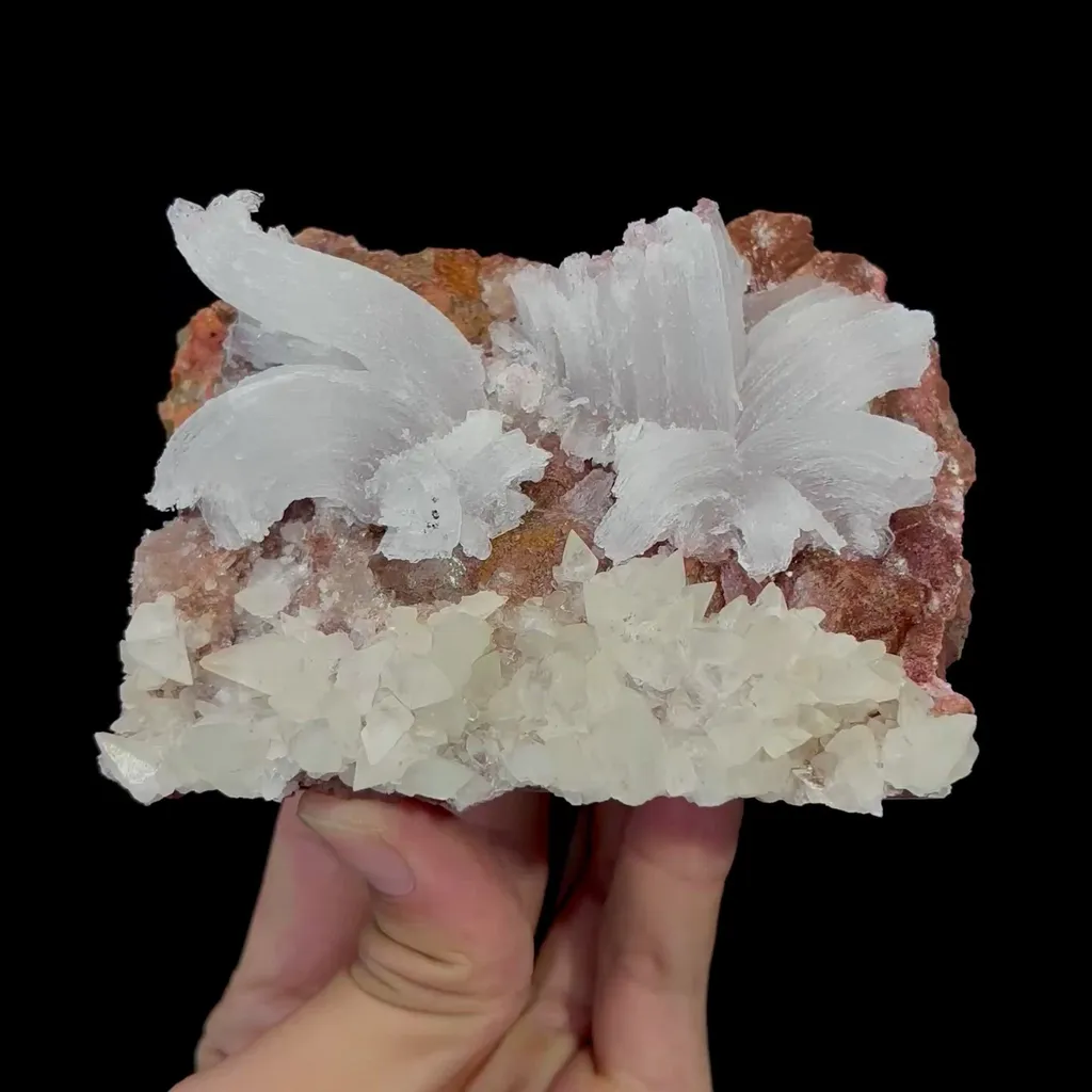 specimen video
