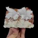 specimen video
