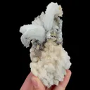 specimen video