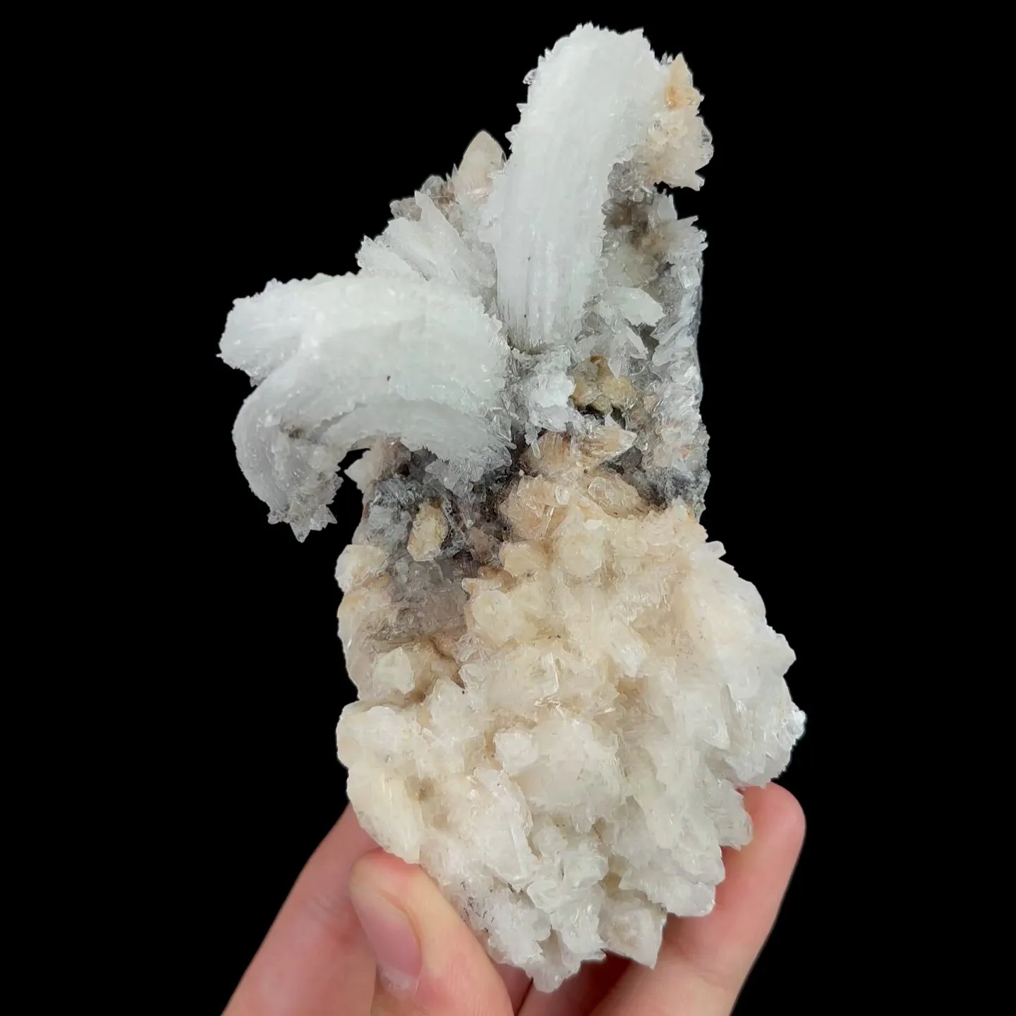specimen video