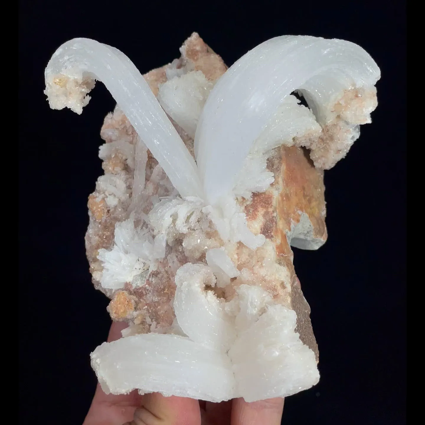 specimen video