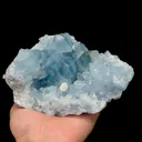 specimen video