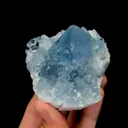 specimen video