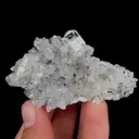 specimen video