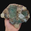 specimen video