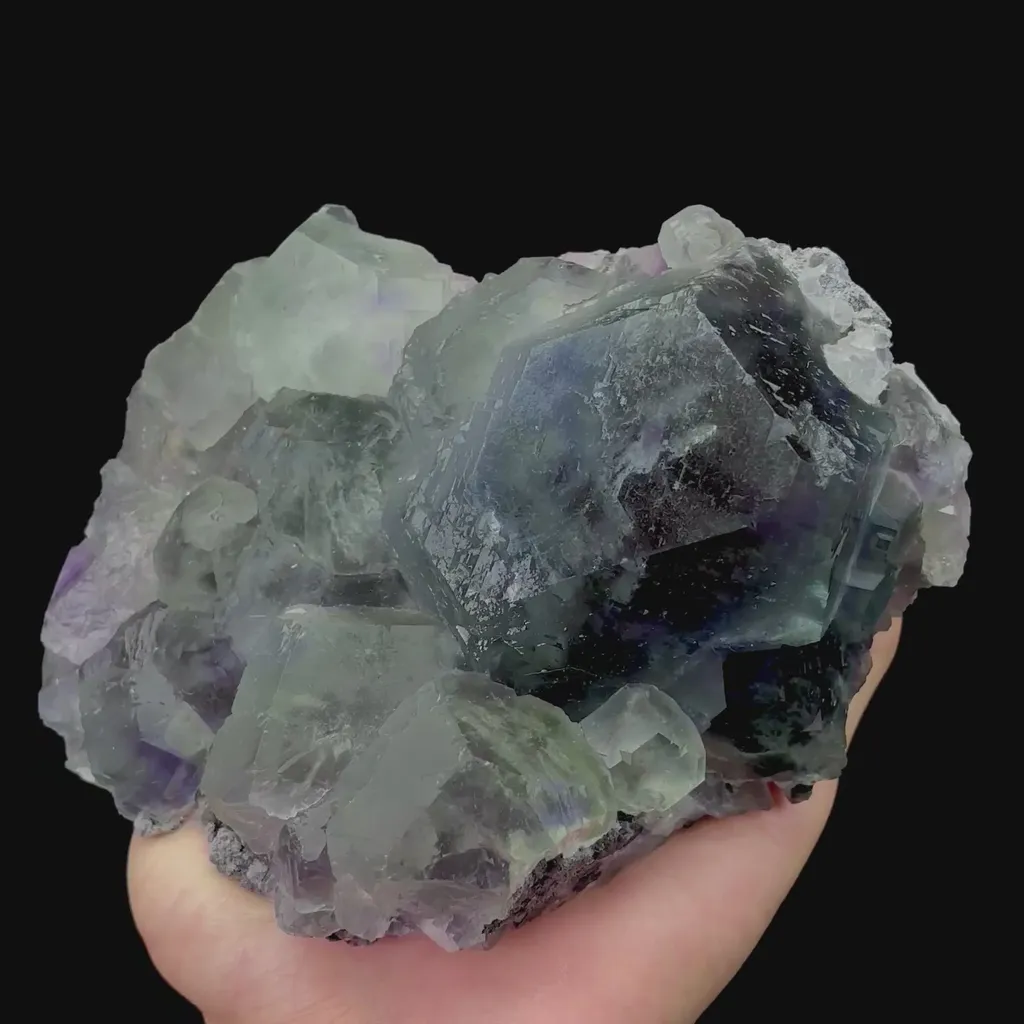 specimen video
