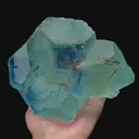 specimen video