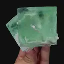 specimen video