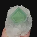 specimen video