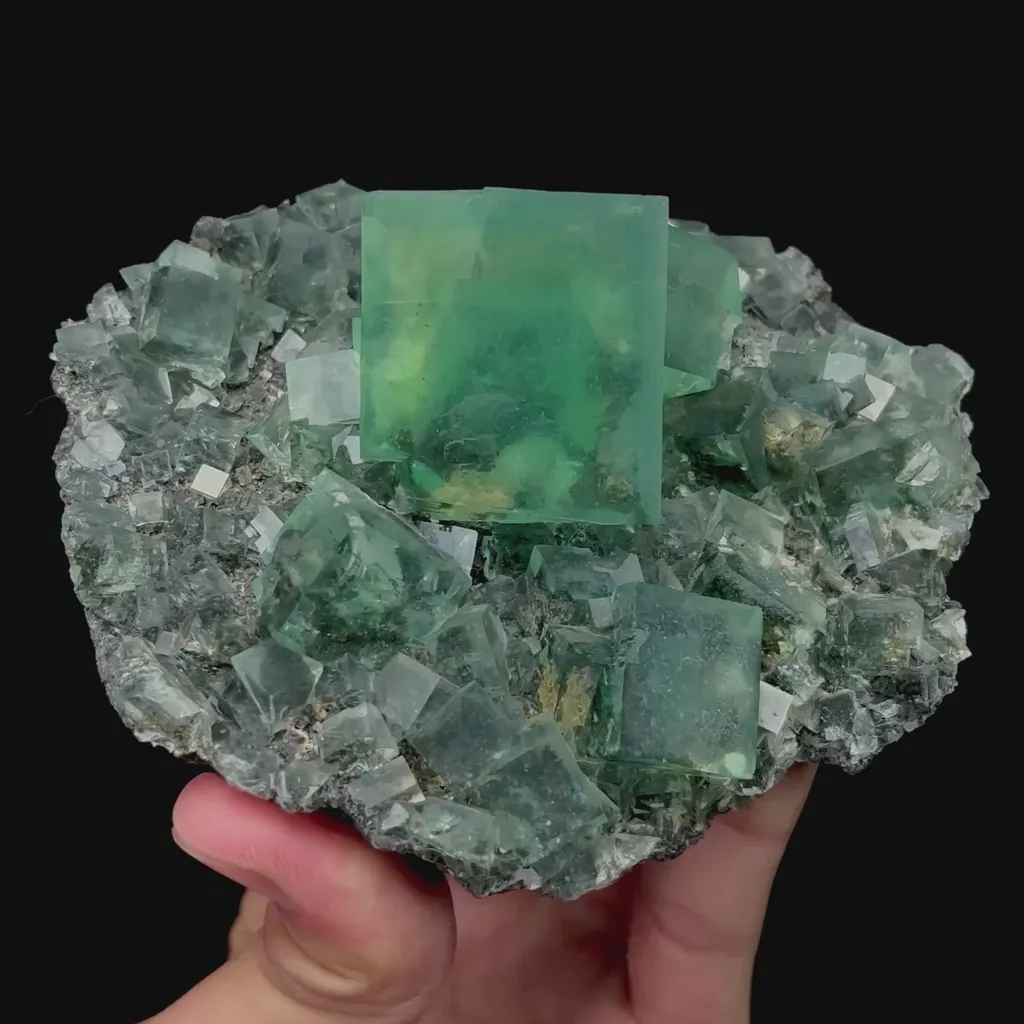 specimen video