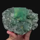 specimen video
