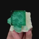 specimen video