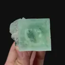 specimen video