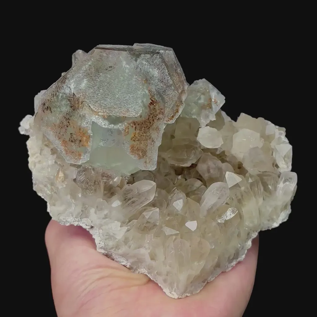 specimen video