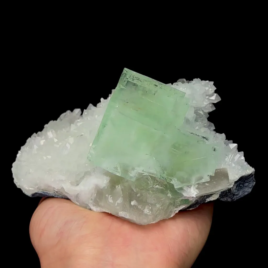 specimen video