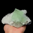 specimen video