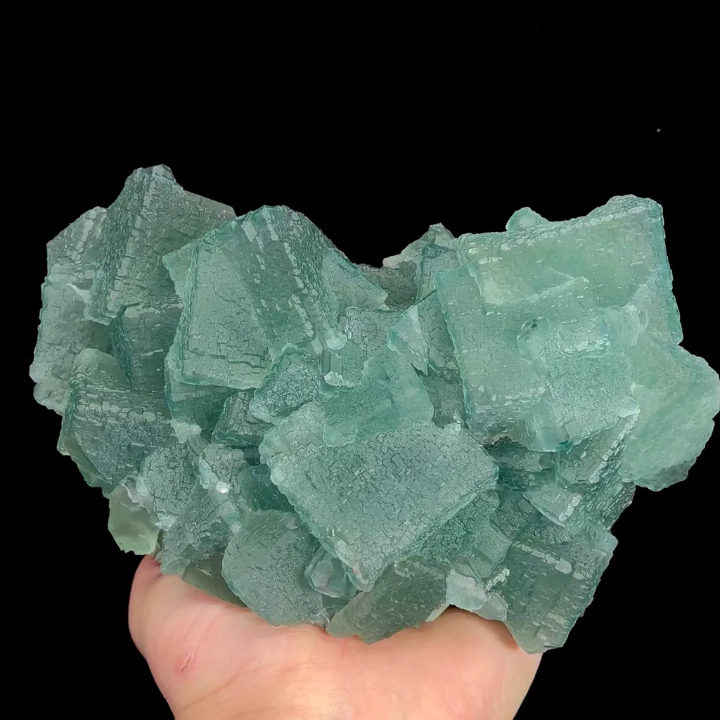 specimen video