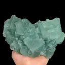 specimen video