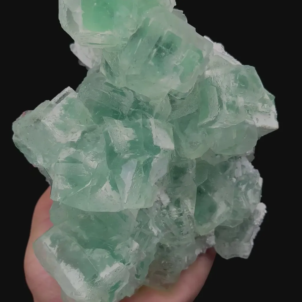 specimen video