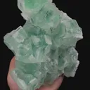 specimen video