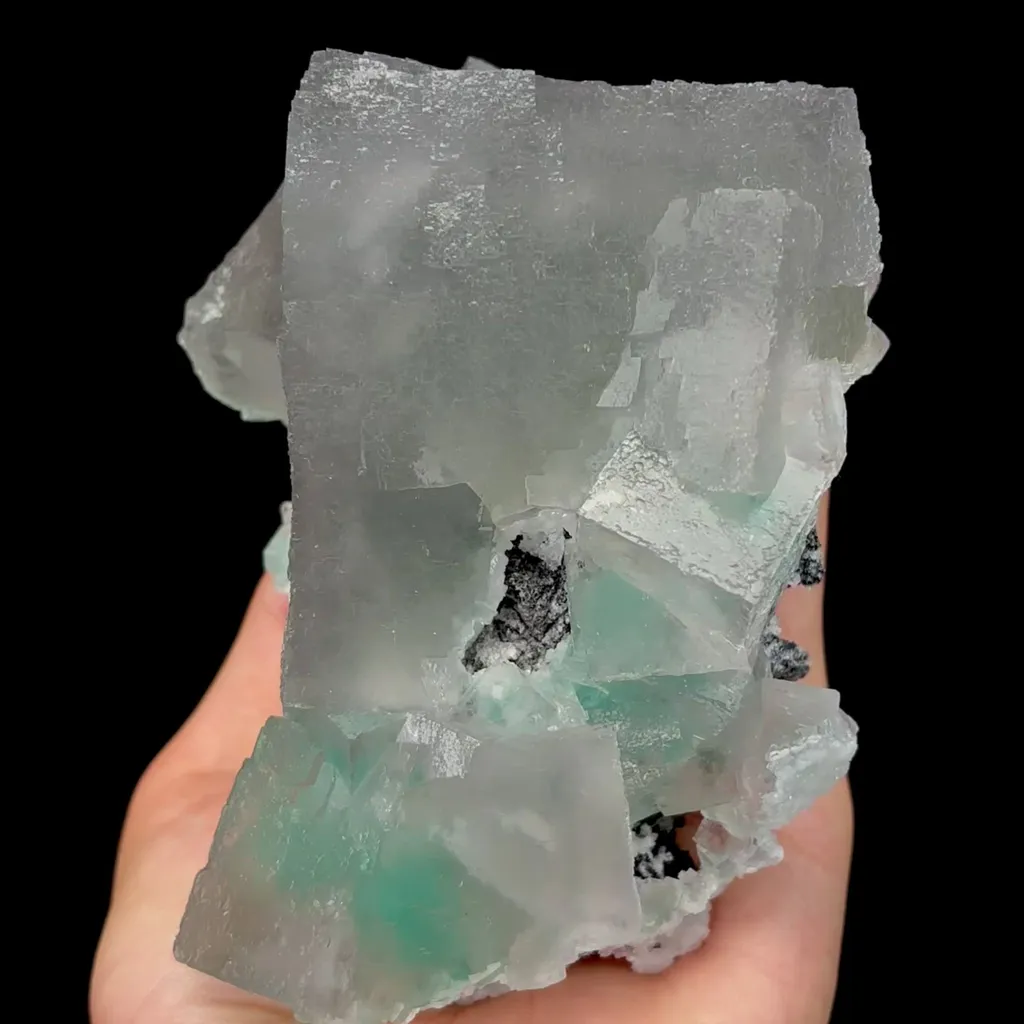 specimen video