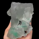 specimen video