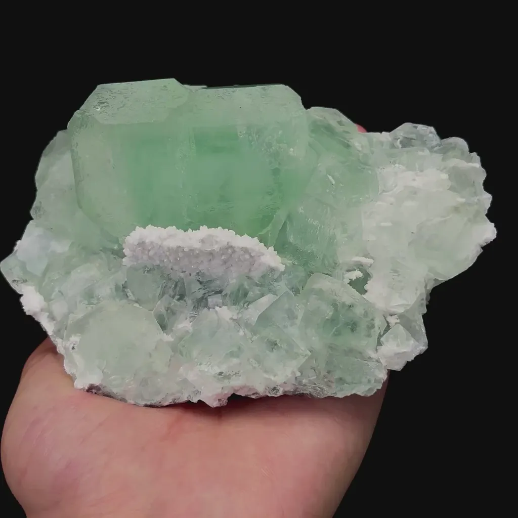specimen video