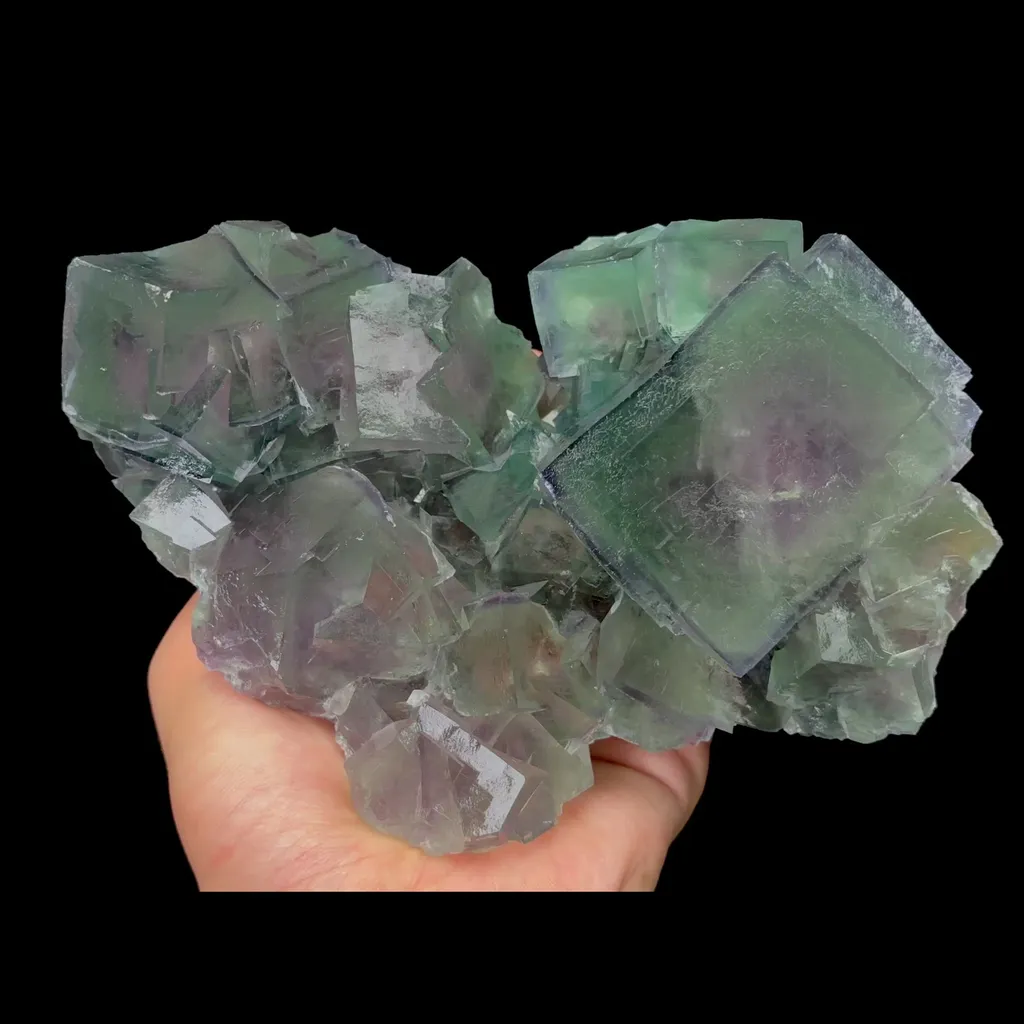 specimen video