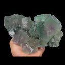 specimen video