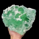 specimen video