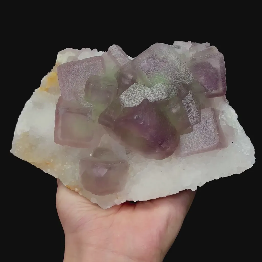 specimen video