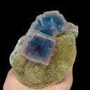 specimen video