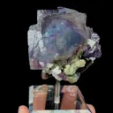 specimen video