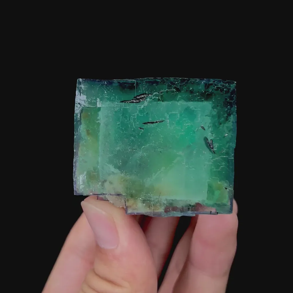 specimen video