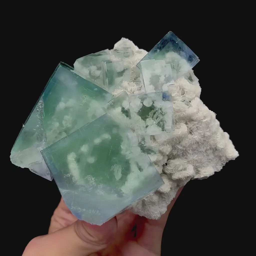 specimen video