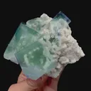 specimen video