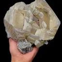 specimen video