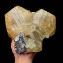 specimen video