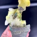specimen video