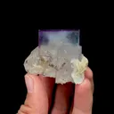 specimen video