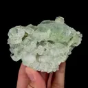 specimen video