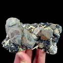 specimen video