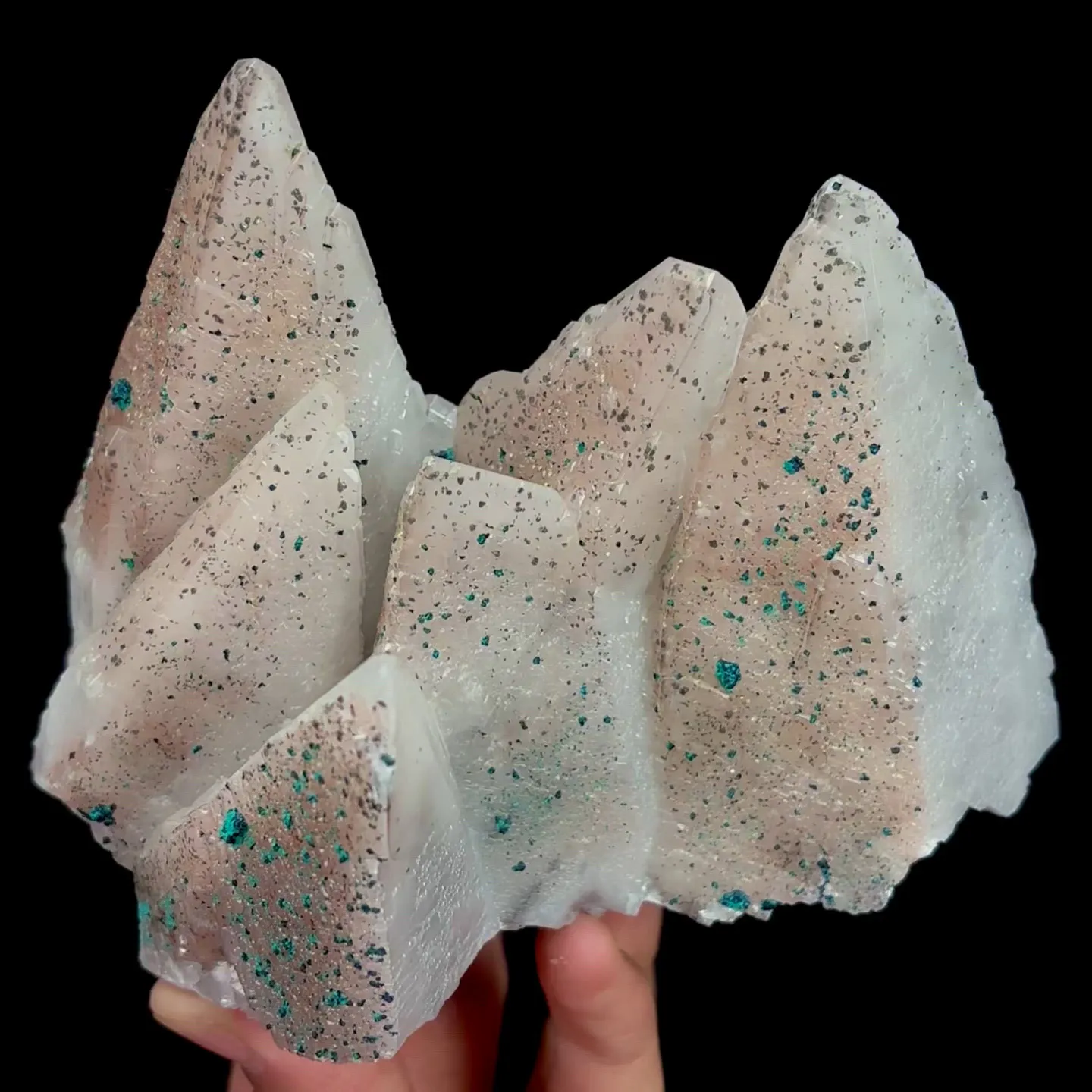 specimen video