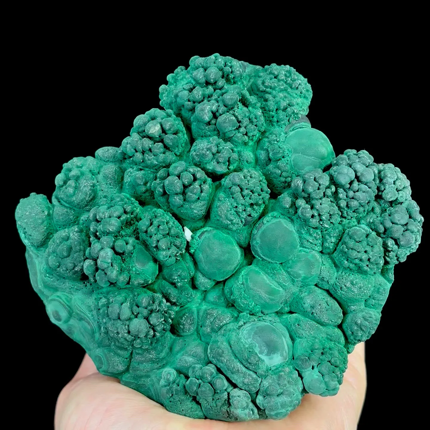 specimen video